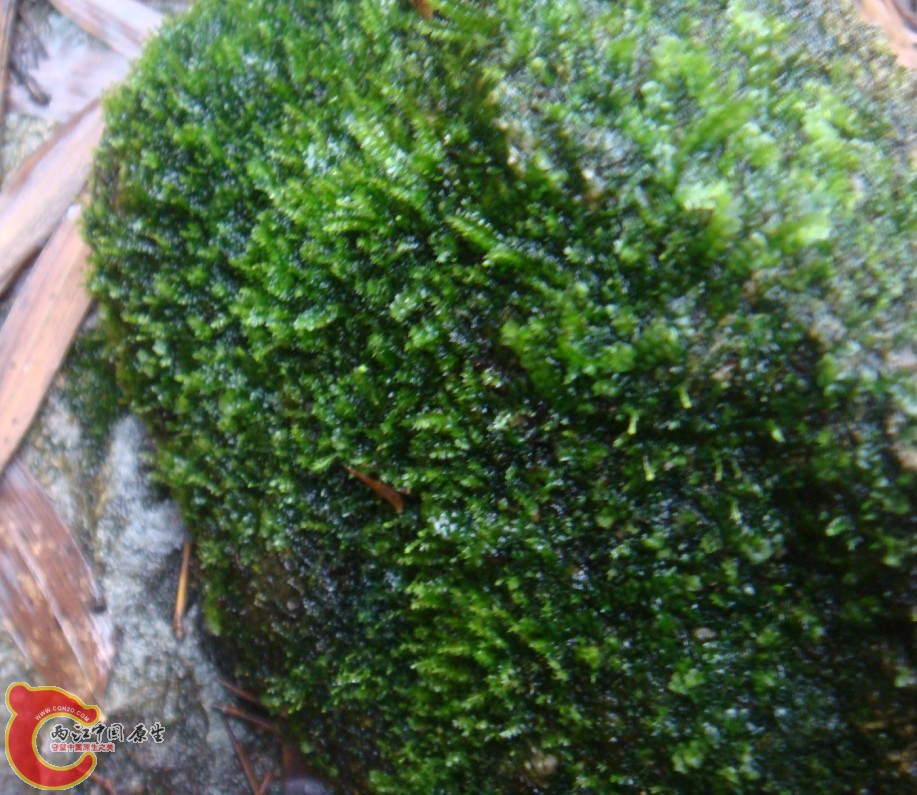 MOSS石头？1——1.jpg