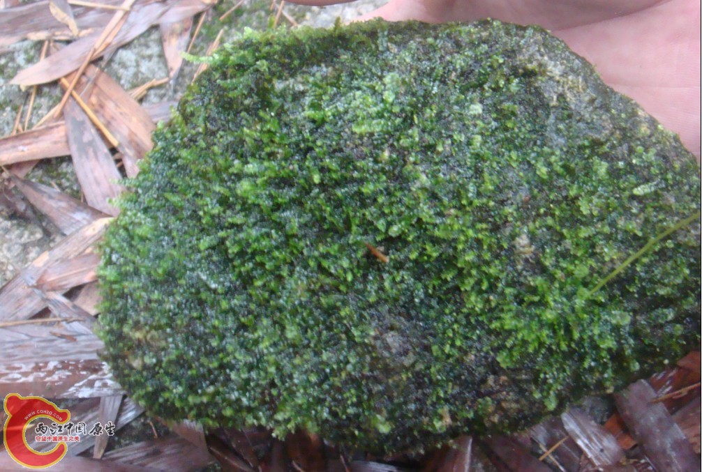 MOSS石头？2——1.jpg
