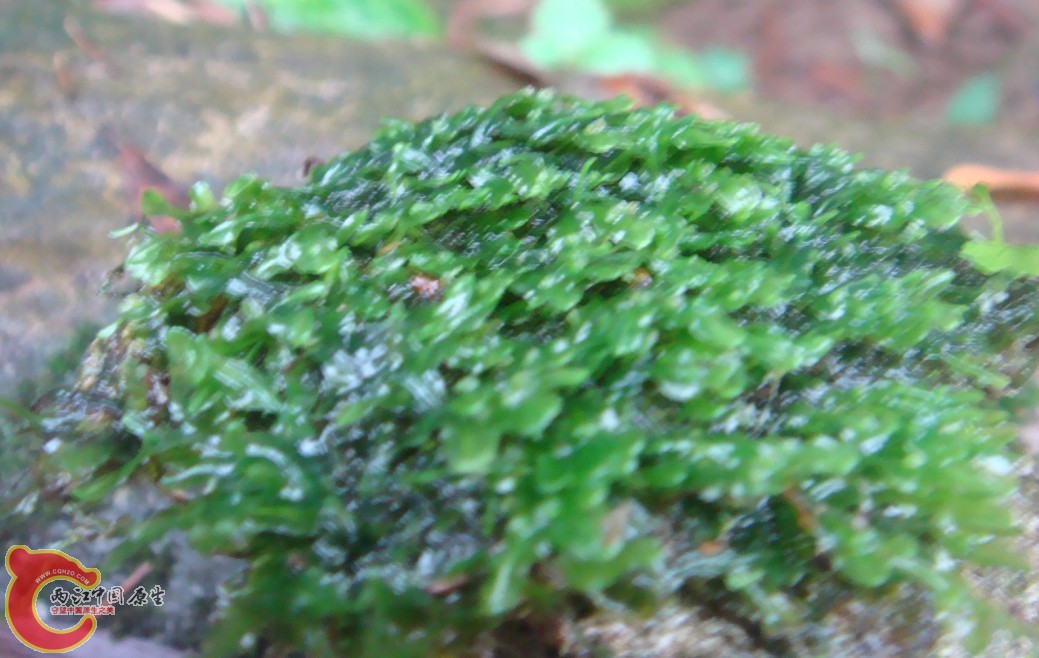 某蕨类植物1——1.jpg