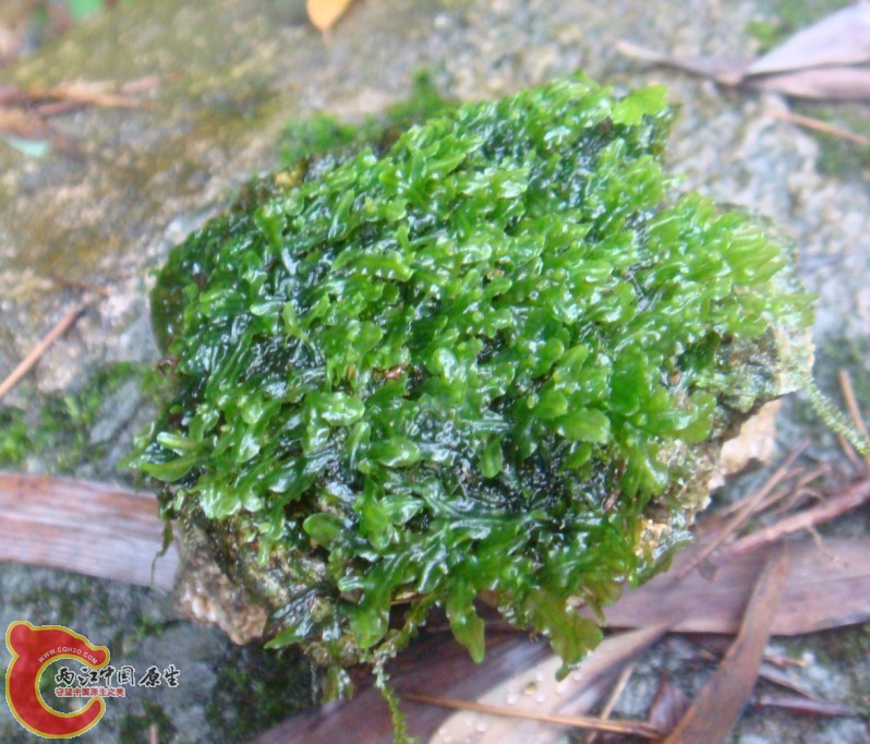 某蕨类植物2——1.jpg
