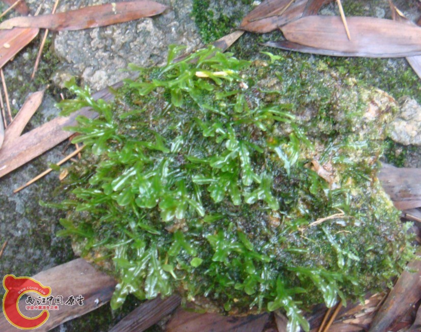 某蕨类植物3——1.jpg