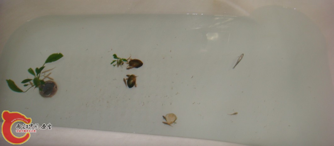 浴缸养鱼.jpg