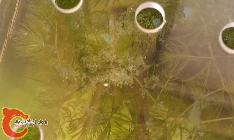公鱼护卵后把鱼卵都聚到一起了