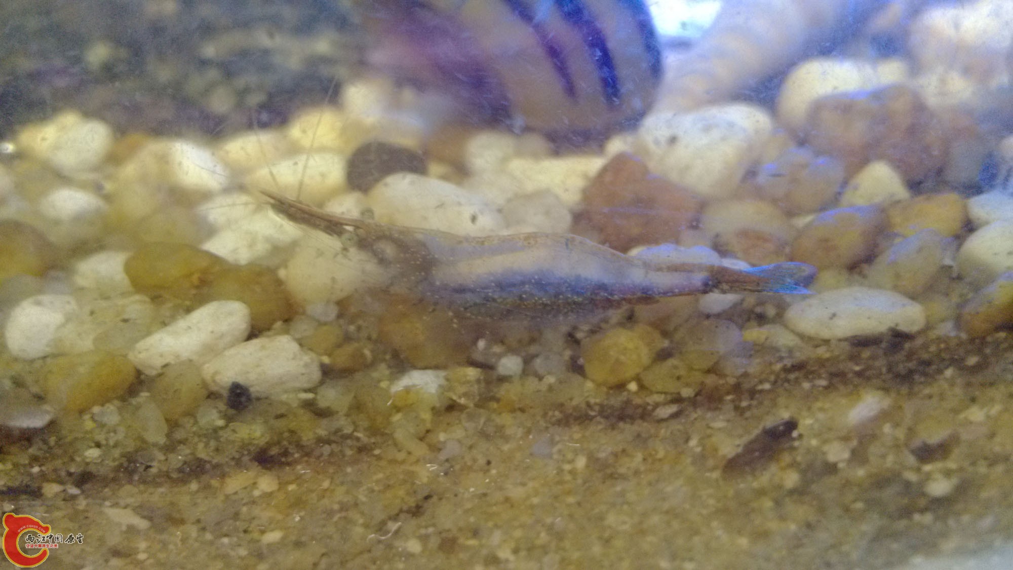 头尾褐色，中间透明的黑壳