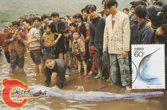 围观长江河伯——白鲟