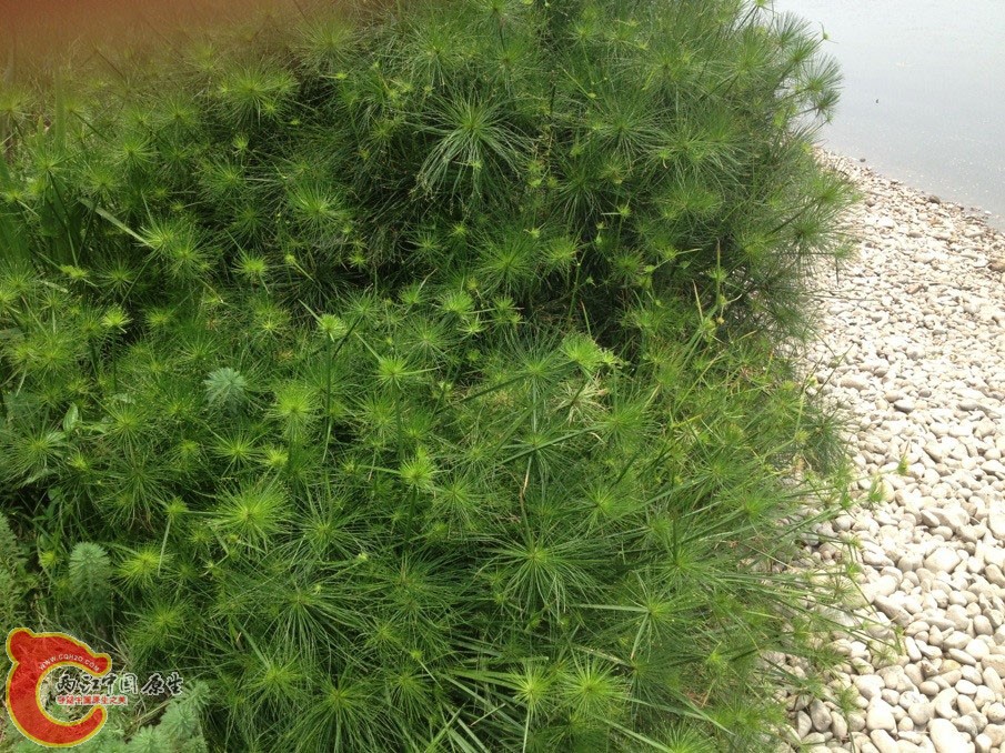 纸莎草(Cyperuspapyrus)