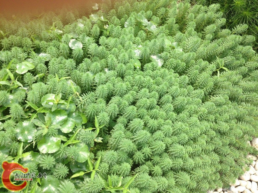 狐尾藻 Myriophyllumverticillatum