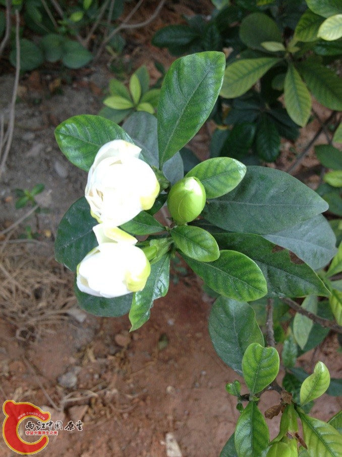 栀子花