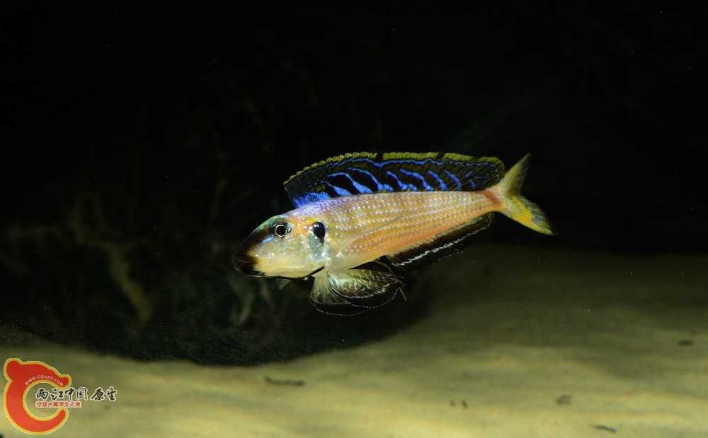 DSC_3072.jpg