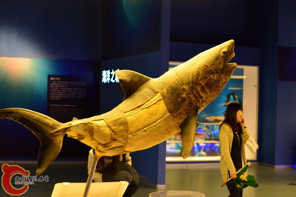 DSC_3556.jpg