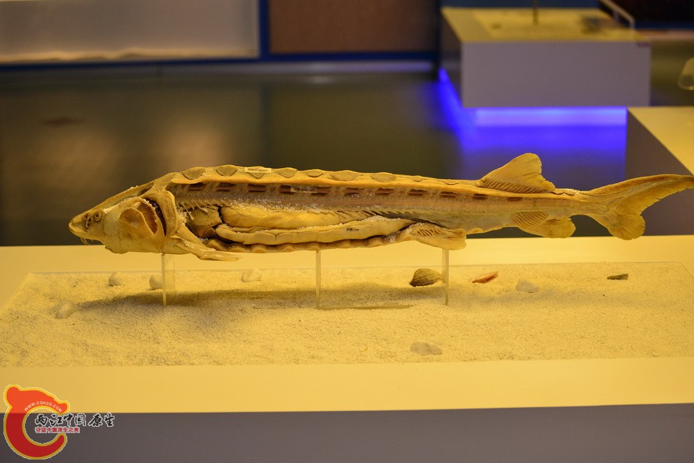 DSC_3585.jpg