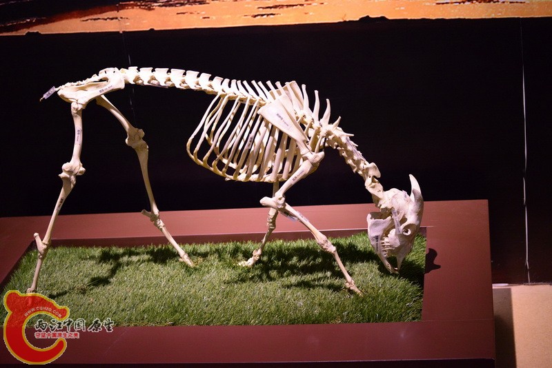 DSC_3637.jpg
