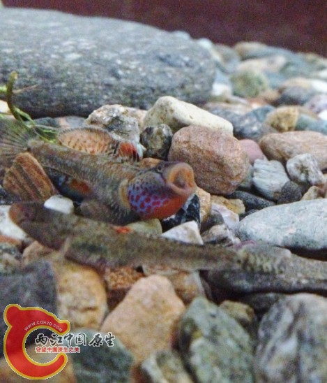 苹果手机不给力啊