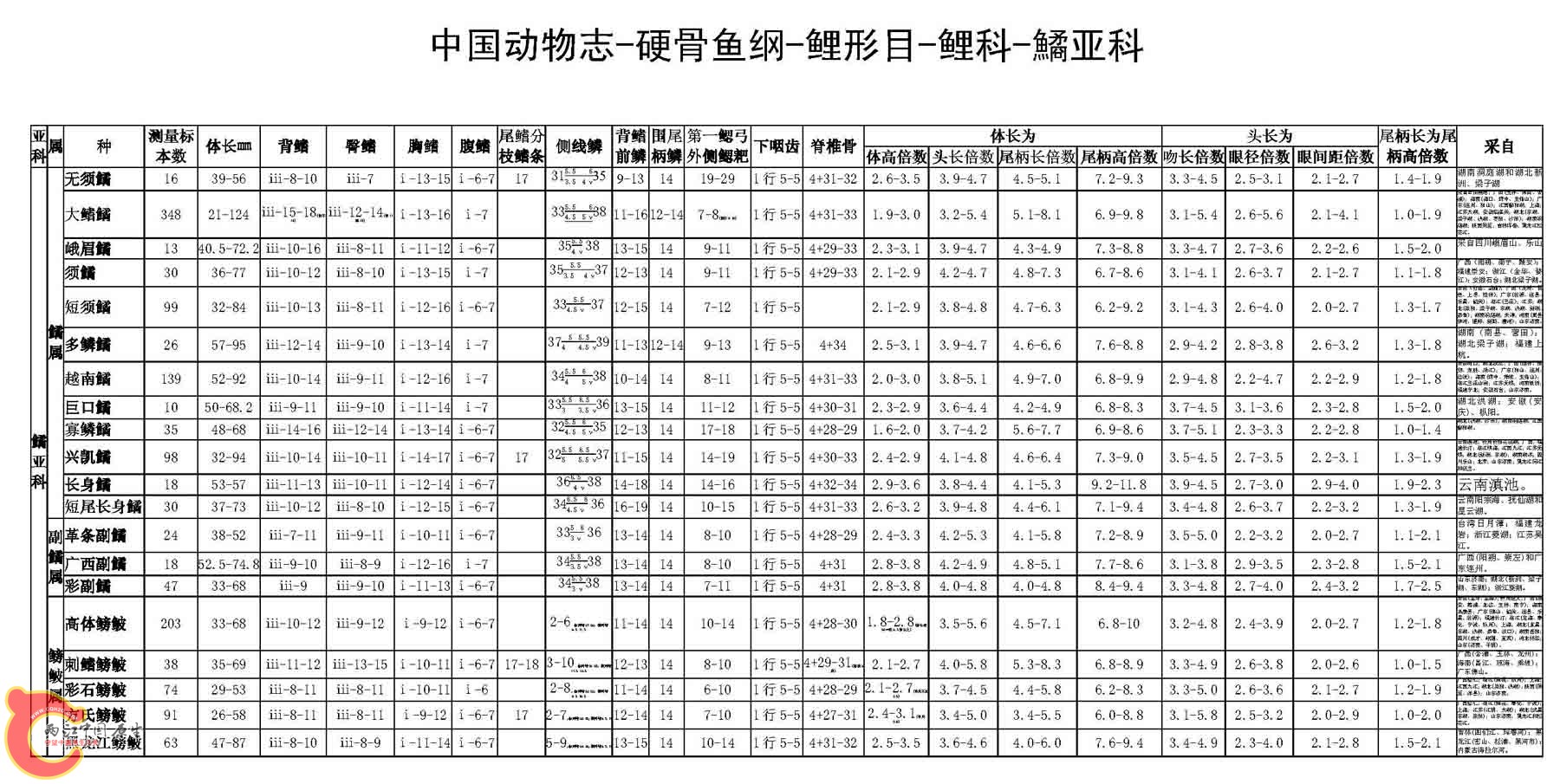 中国动物志-硬骨鱼纲-鲤形目-鲤科-鱊亚科（表）11.jpg
