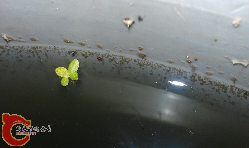 绿水里的小虫在桶边