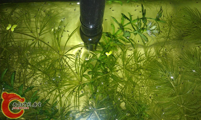 IMAG0599_副本.jpg