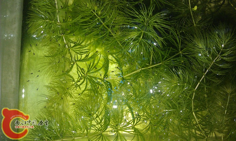 好多鱼宝宝