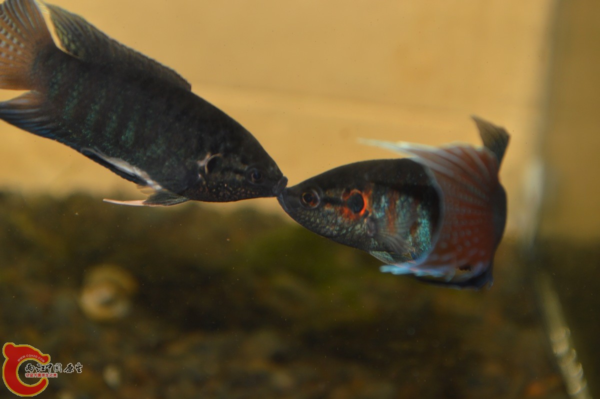 DSC_2057.jpg