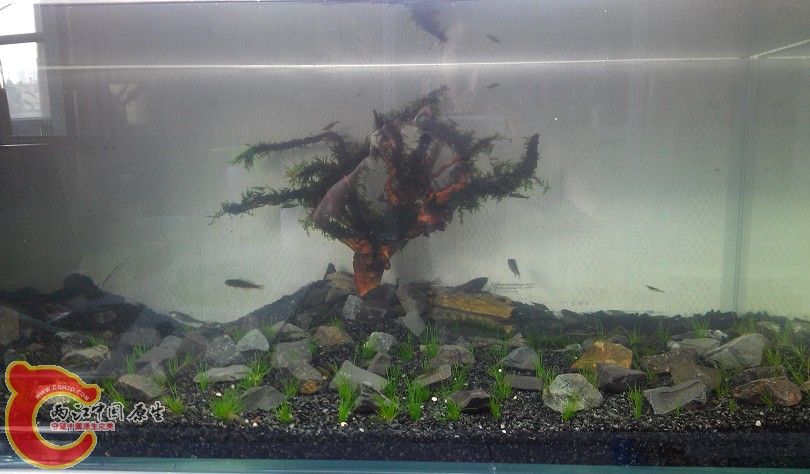 刚弄的树根随便布置了下，看起来蛮荒凉的。