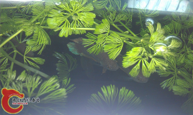 IMAG0657_副本.jpg