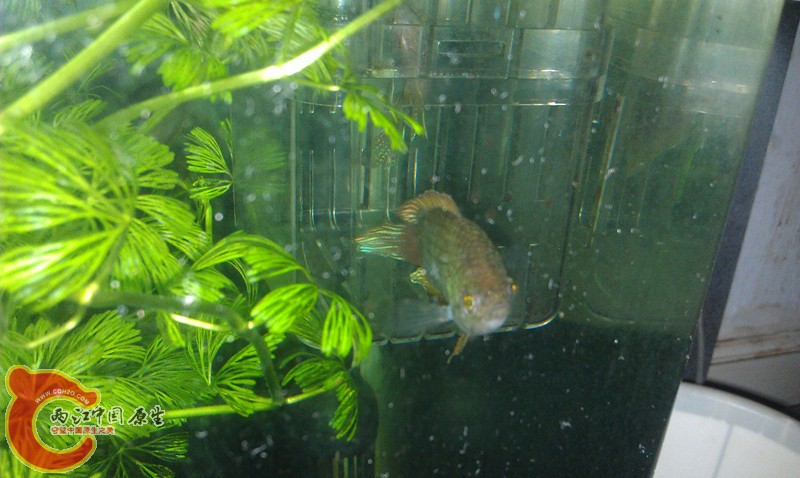 IMAG0664_副本.jpg