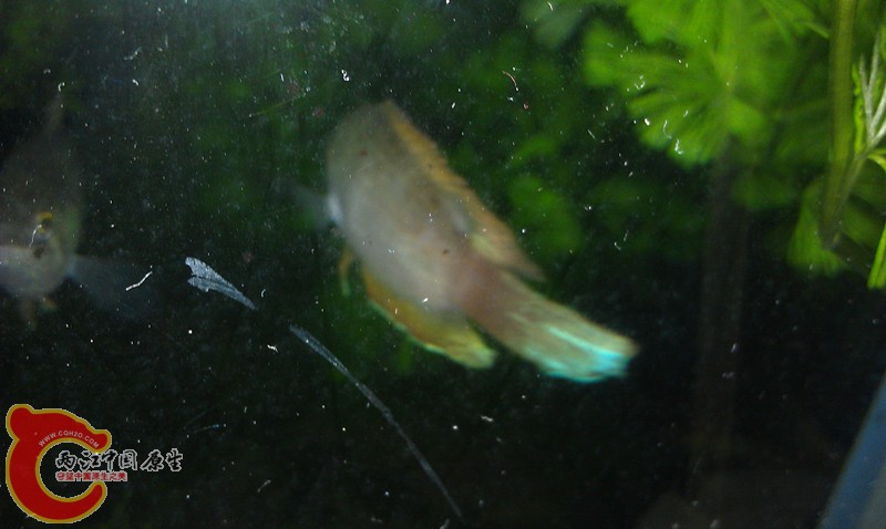 IMAG0645_副本.jpg