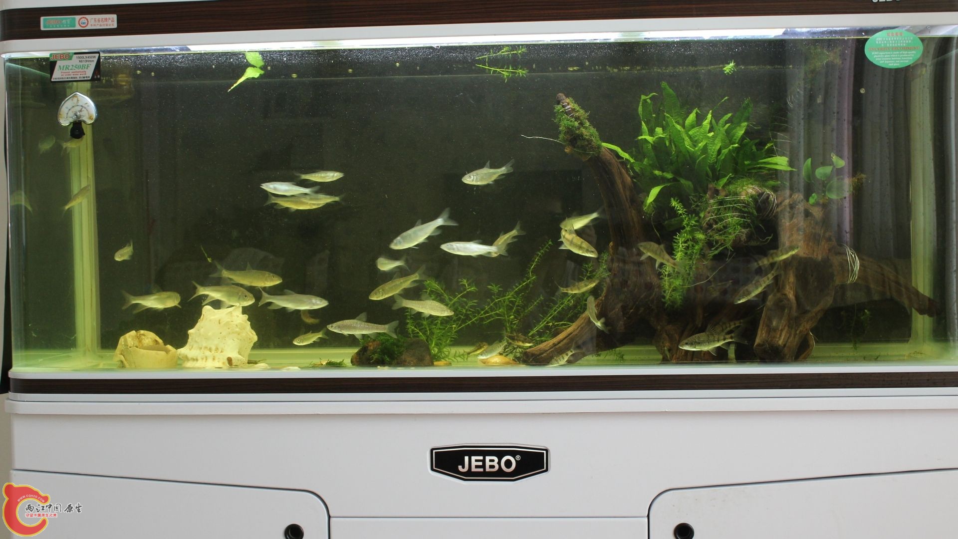 鱼缸全景