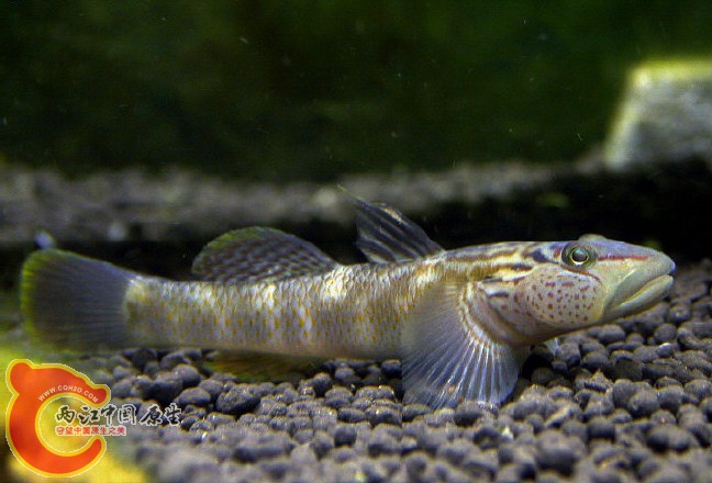 Rhinogobius gigas（大吻虾虎）.jpg