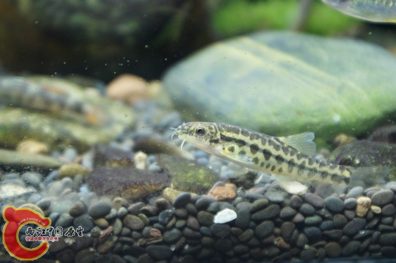_DSC5608_副本.jpg