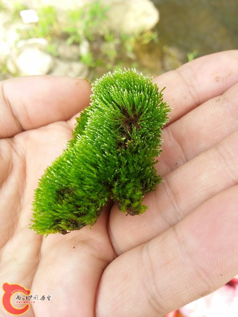 今天野采的时候发现的