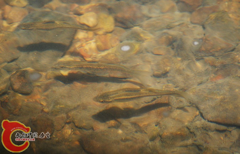 DSC00806.jpg