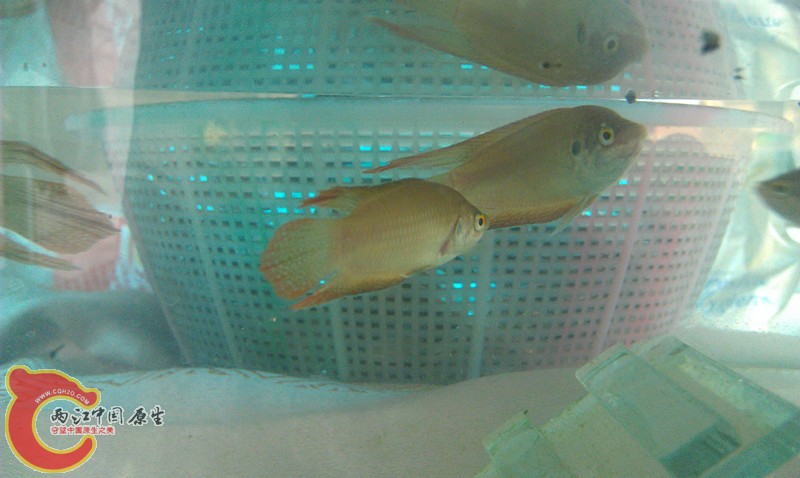 IMAG0714_副本.jpg