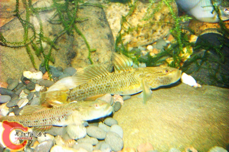 conew_imag0274.jpg