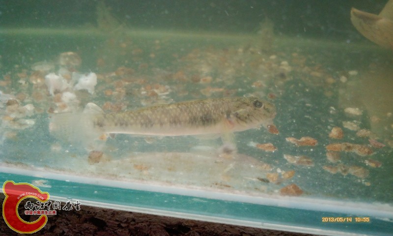 怎么跟一般的棒花不一样啊？