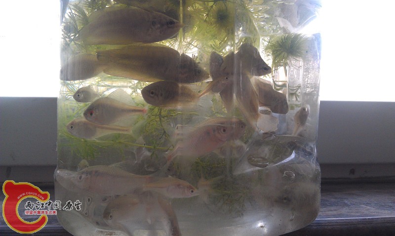 IMAG0745_副本.jpg
