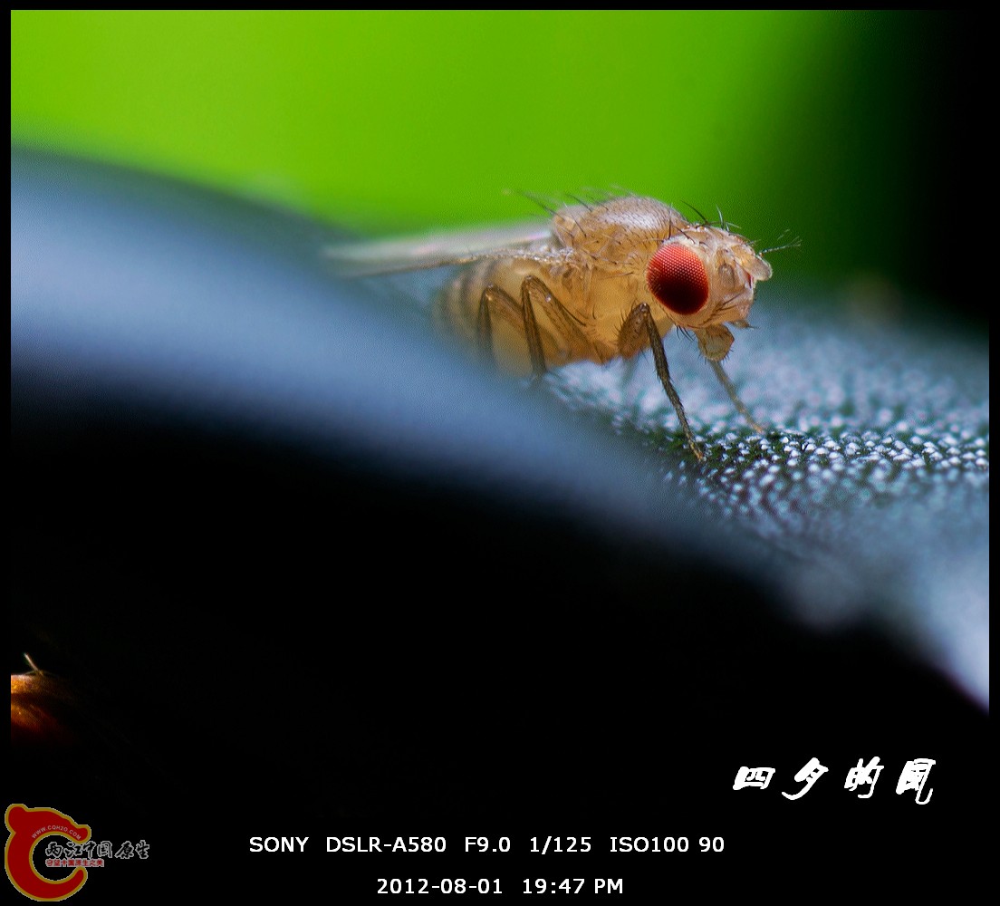 DSC09054-1a.jpg