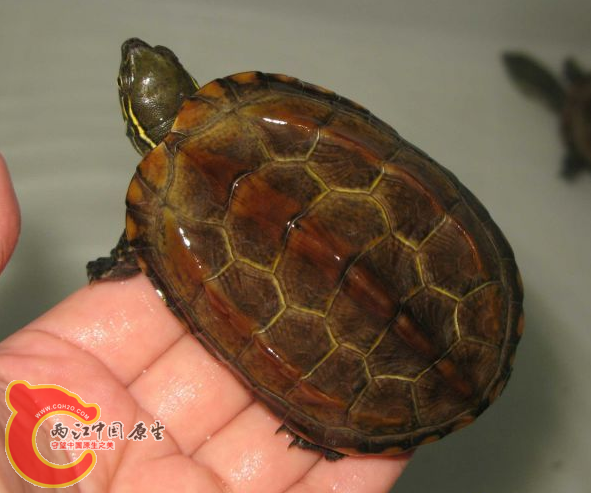 QQ截图20130514185813.png