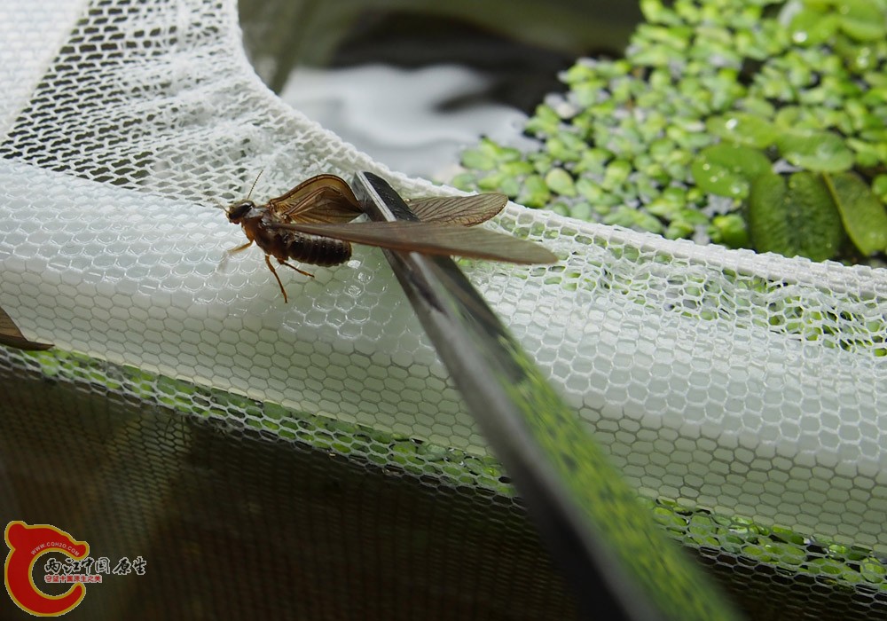 P5150006副本.jpg