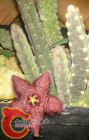 DSC_0430_副本.jpg