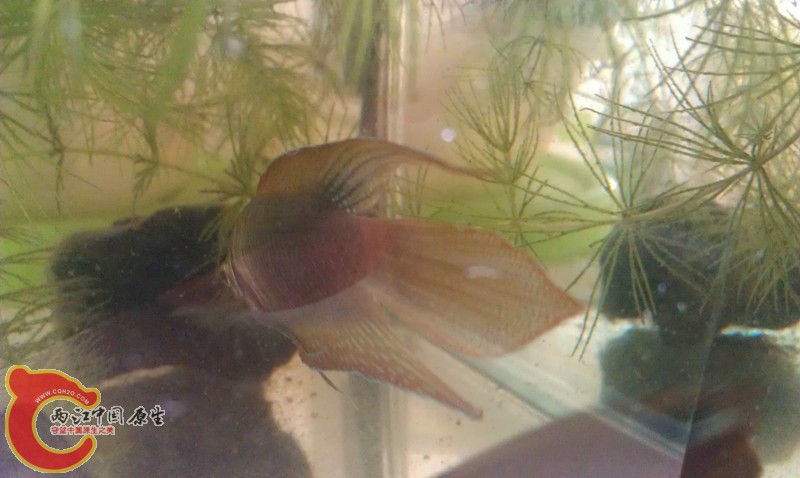 IMAG0759_副本.jpg