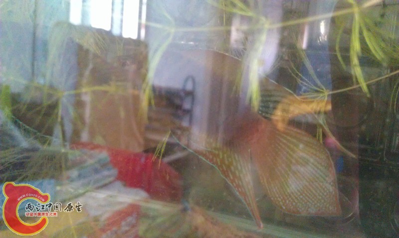 IMAG0765_副本.jpg