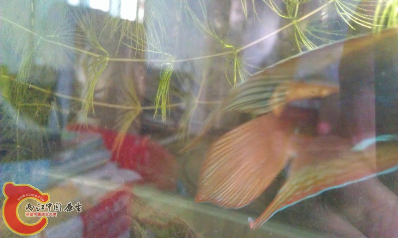 IMAG0766_副本.jpg