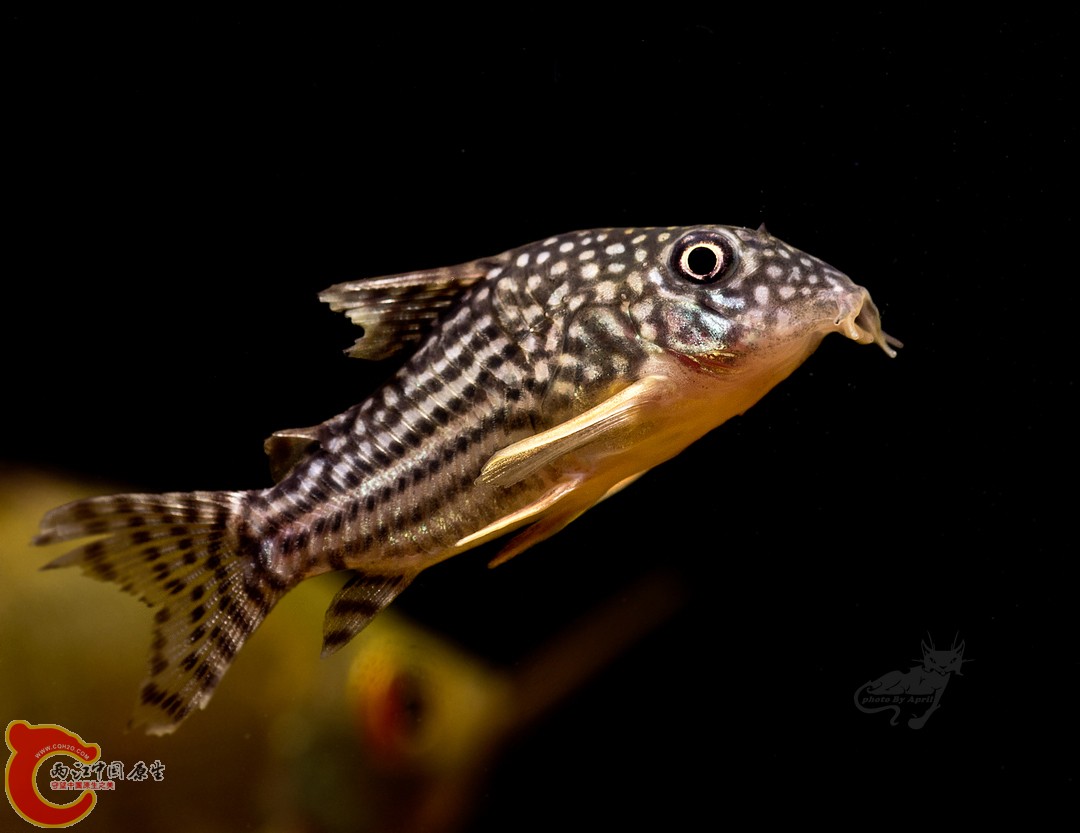 DSC07640a.jpg