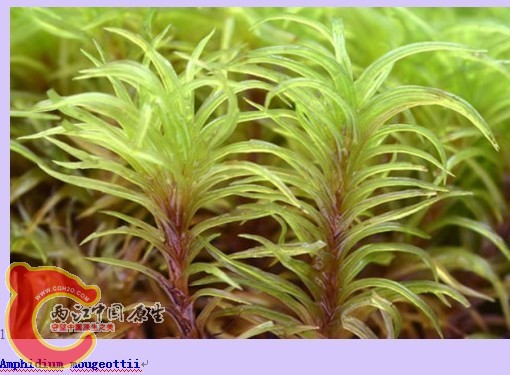 Amphidium mougeottii