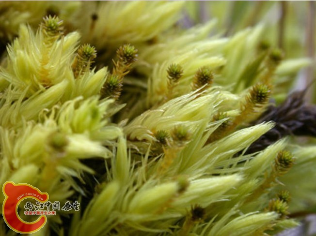 Aulacomnium palustre