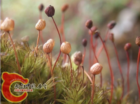 bartramia_ithyphylla