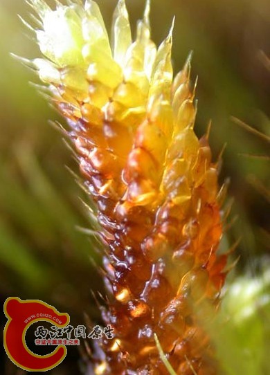 Myurium hochstetteri