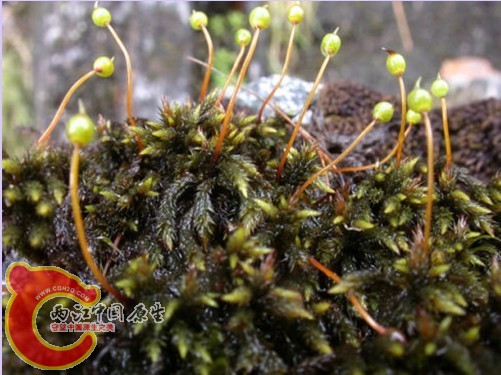 Rhacocarpus 桧藓科某种