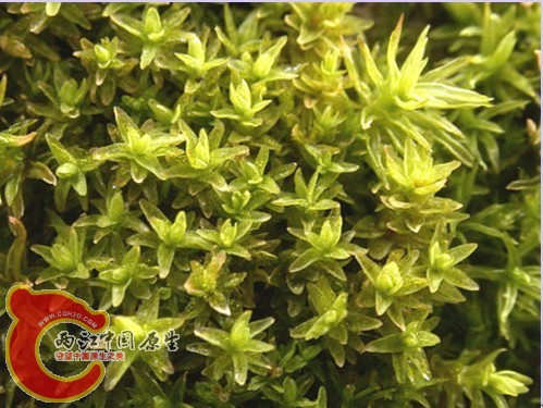 Orthotrichum_obtusifolium