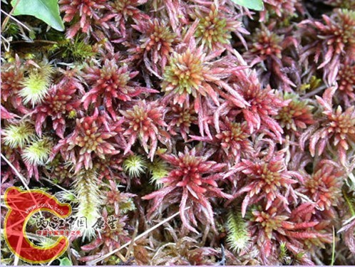 Sphagnum_skyense泥炭藓